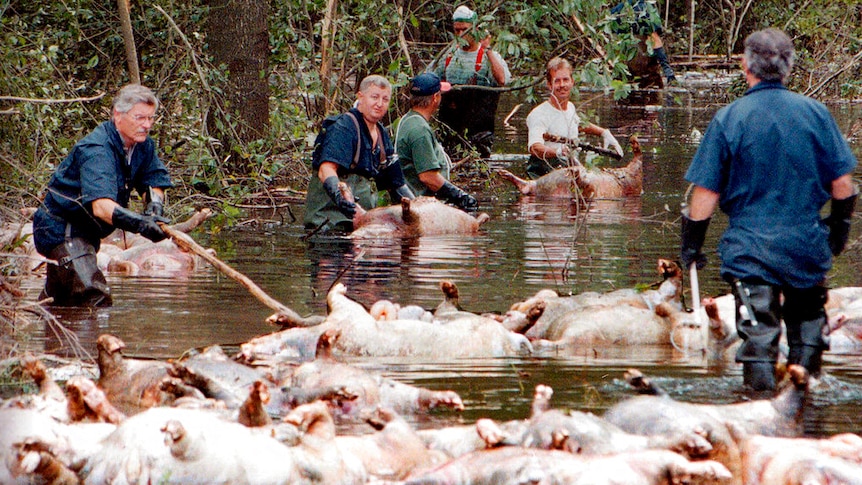 Men poke dozens of fpig carcasses floating along a flooded road with long sticks