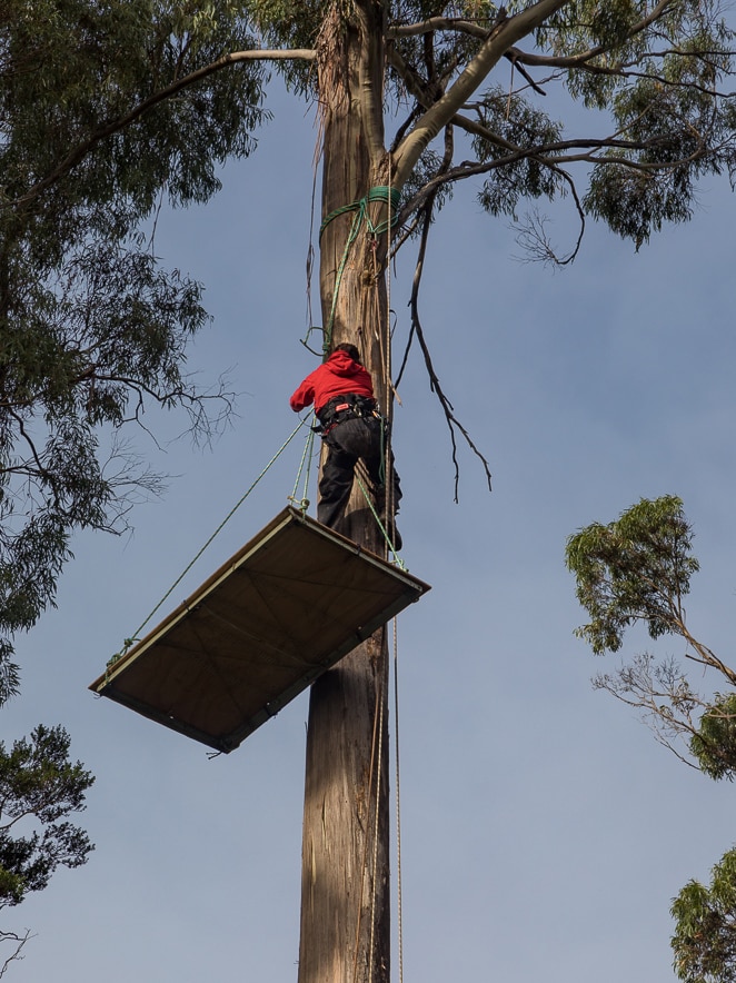 A platform is lifted into place up a high tree.