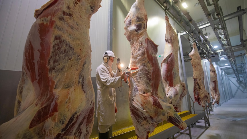 An abattoir worker wearing white overalls, standing behind several animal carcasses.