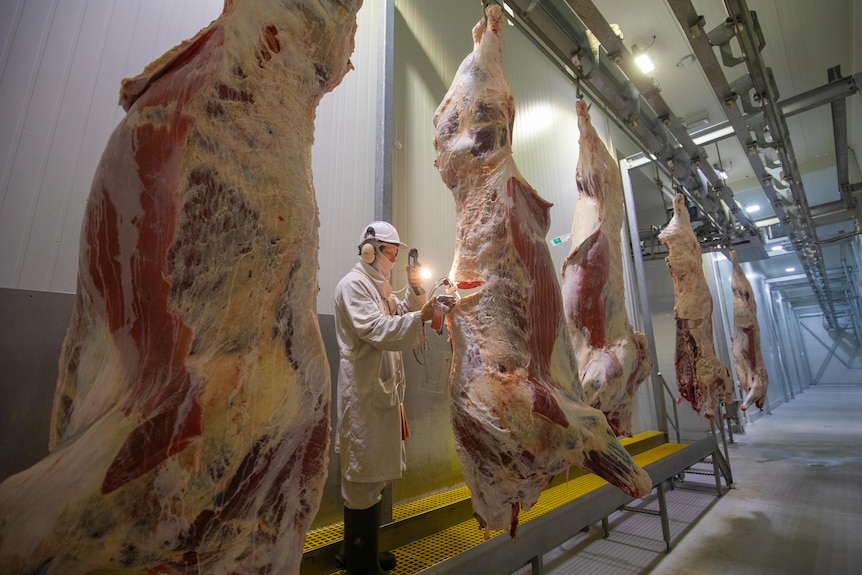 An abattoir worker wearing white overalls, standing behind several animal carcasses.