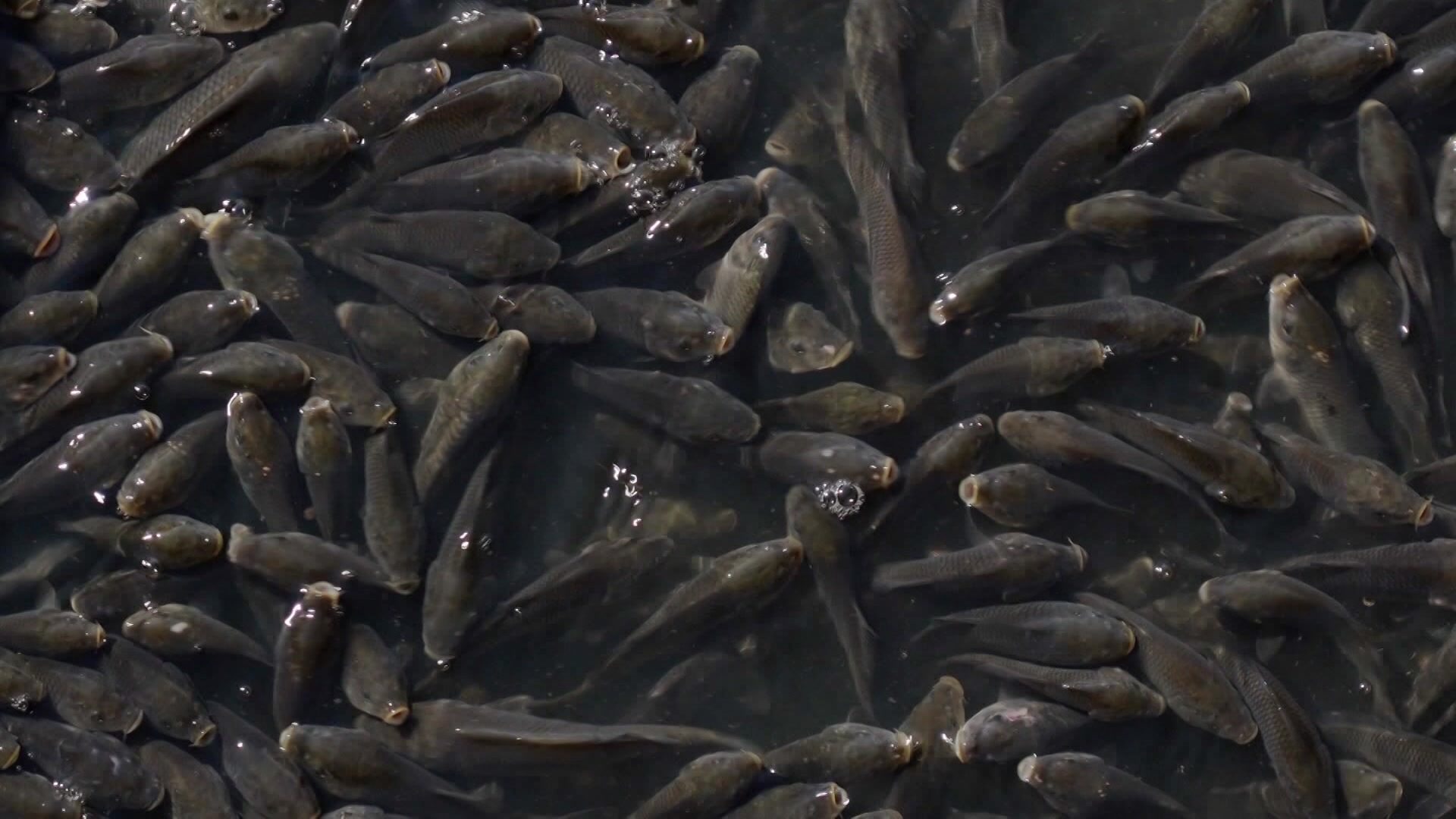 VIDEO: Carp Removal: Clearing European carp from Murray River wetland