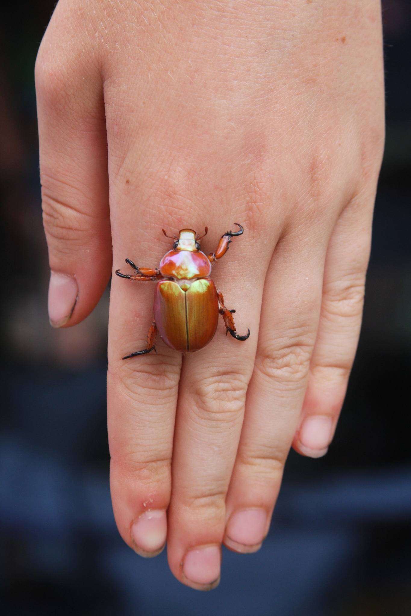 A brightly metallic coloured beetle on the back of a white hand