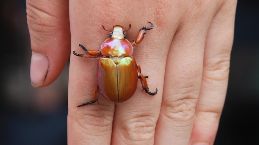 A brightly metallic coloured beetle on the back of a white hand