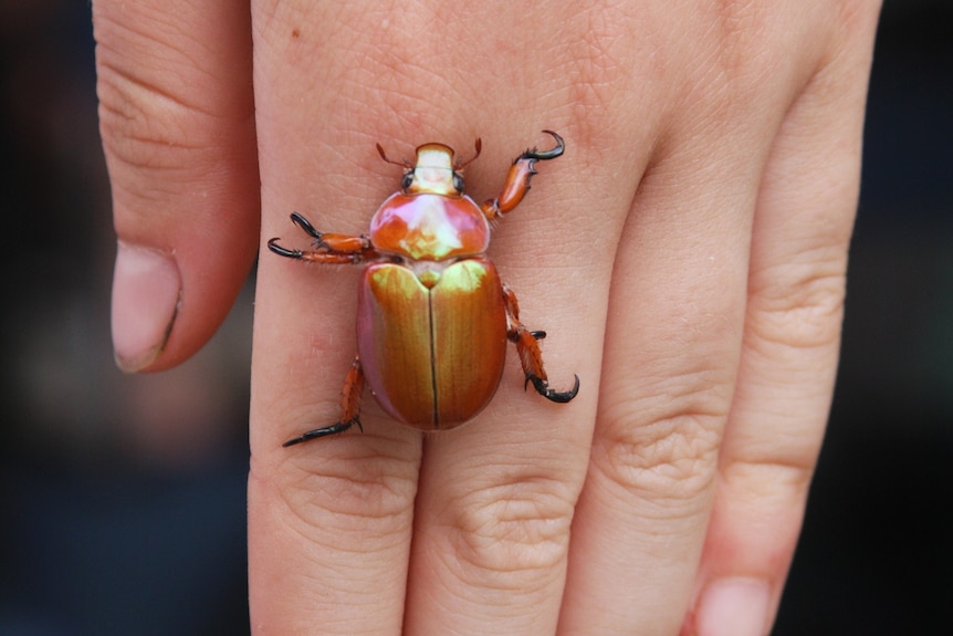A brightly metallic coloured beetle on the back of a white hand