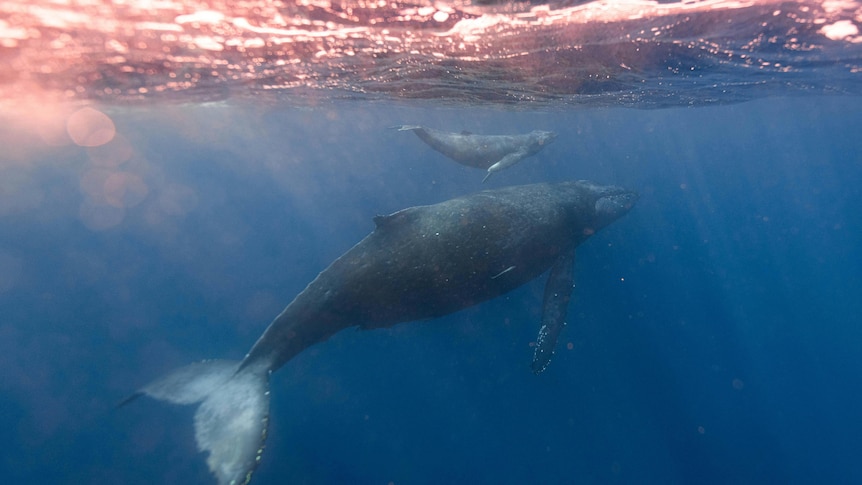 Mother and baby whale swim close to ocean's surface.