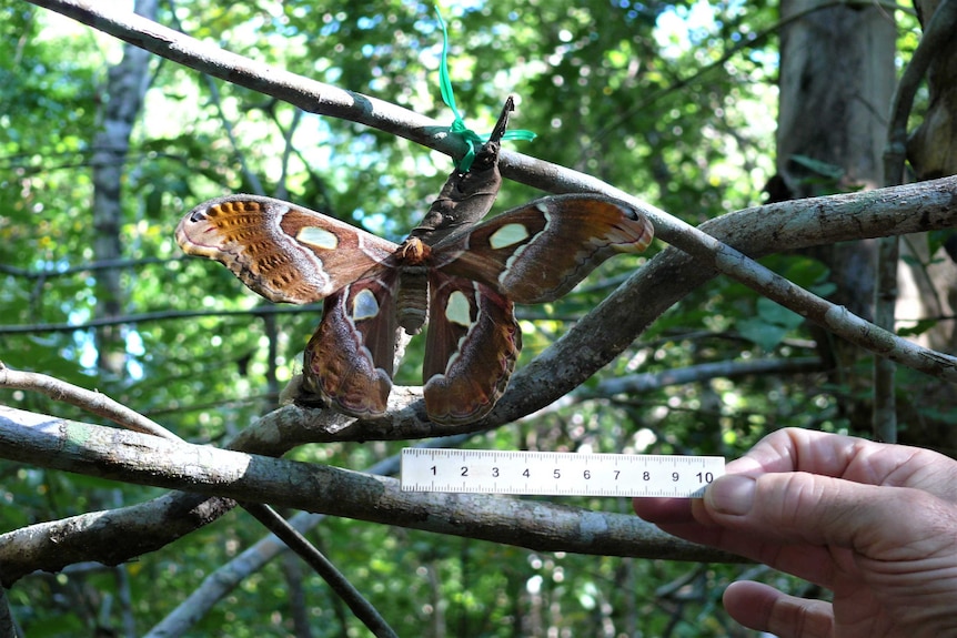 A brown atlas moth with white spots on its wings. A person holds a ruler underneath.
