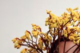 An artistic portrait showing the artist with his face partially obscured by an arrangement of yellow flowers with brown stems.