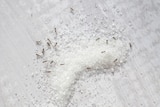 Ants eating sugar crystals on a white table
