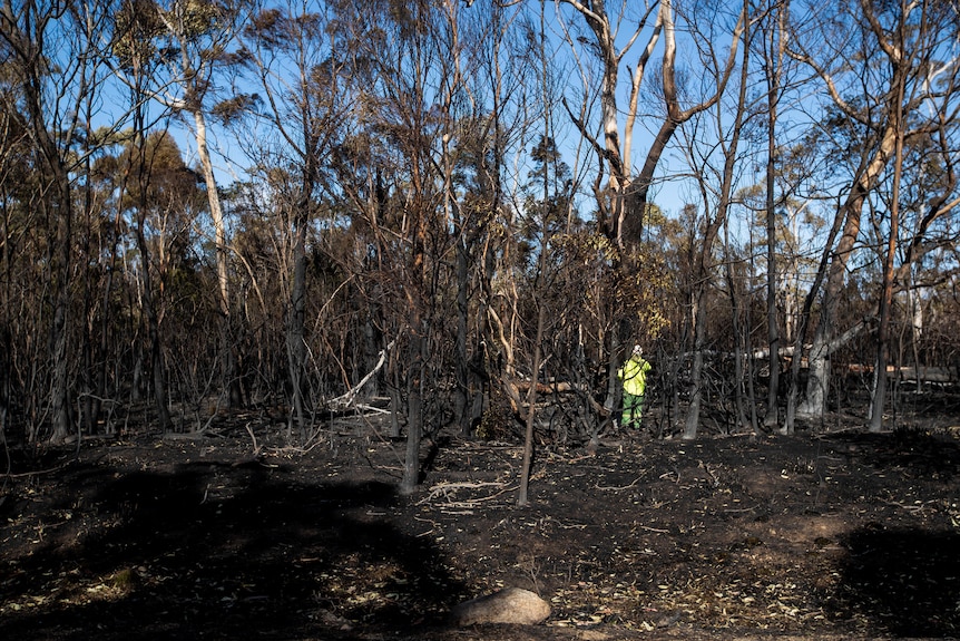 A firefighter stands amongst burnt out bushland. 
