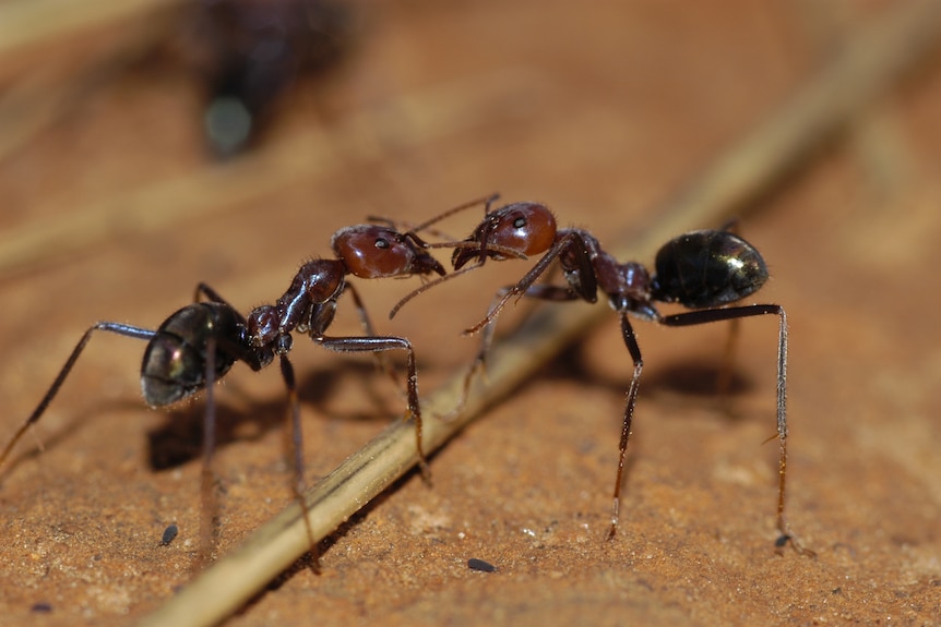 Two meat ants with touching antennae.