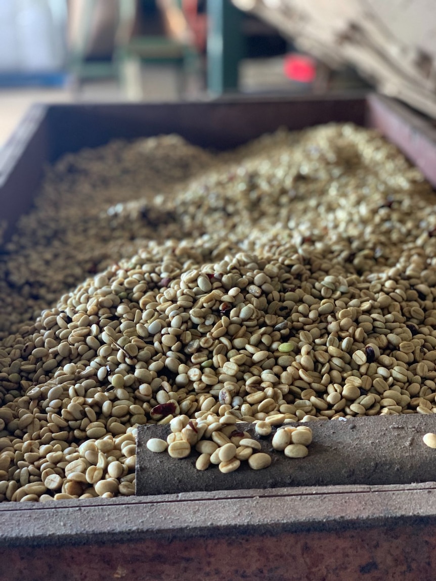 A box full of green coffee beans.