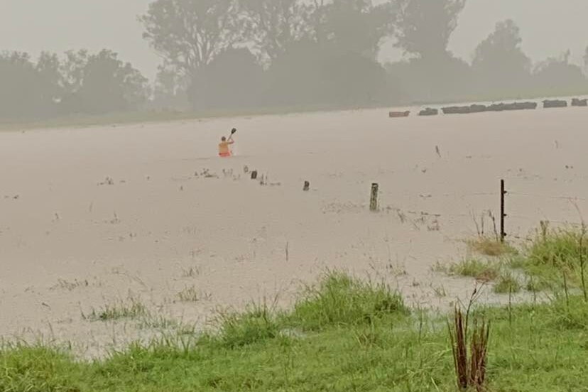 A woman paddles a kayak through floodwater on a property to lead a herd of cattle to safety.