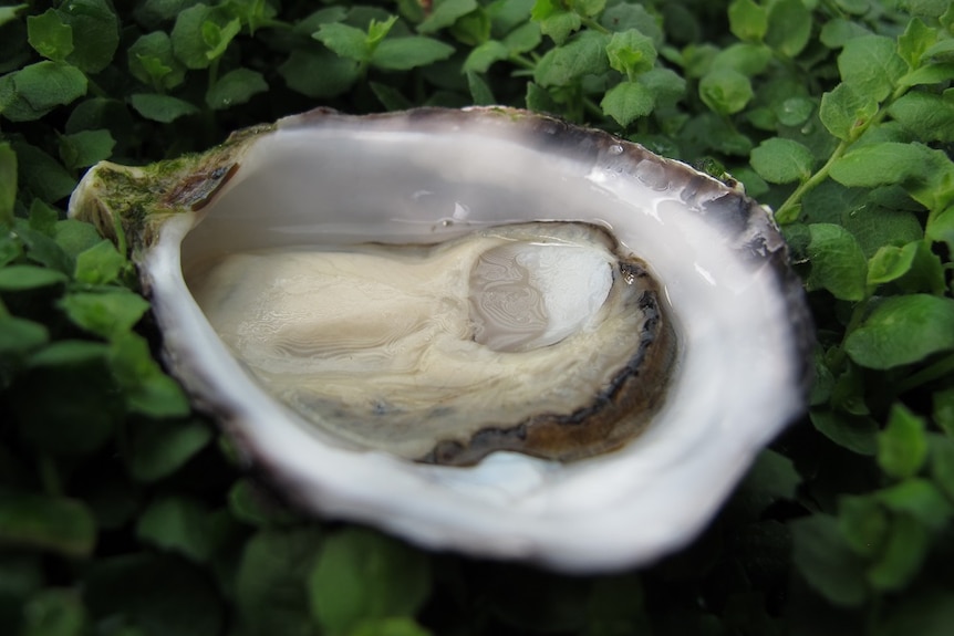 Close up shot of a shucked oyster.