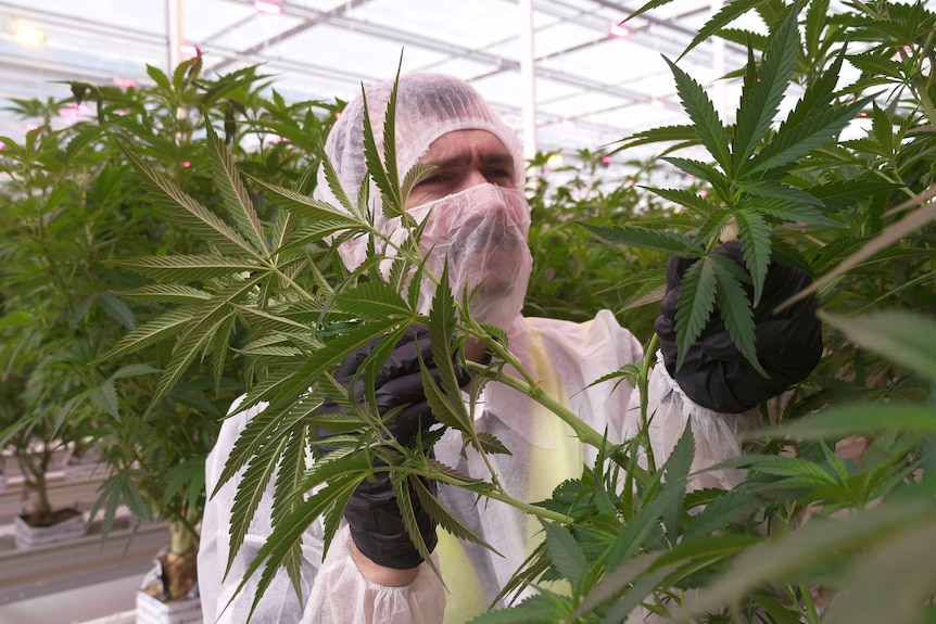 A caucasian man wearing a white jacket, hairnet and beard-net inspects a cannabis plant in a glasshouse.