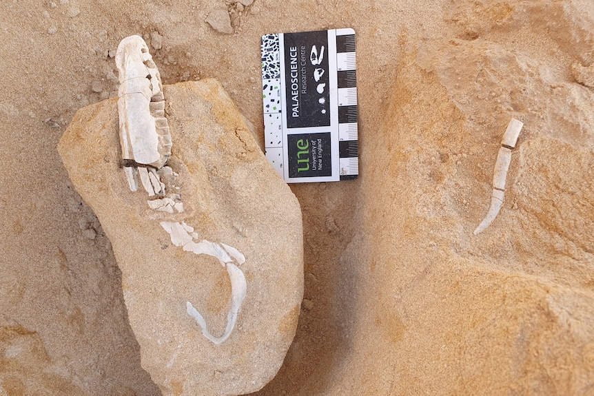A dinosaur jaw on a rock in dirt, next to a scale.
