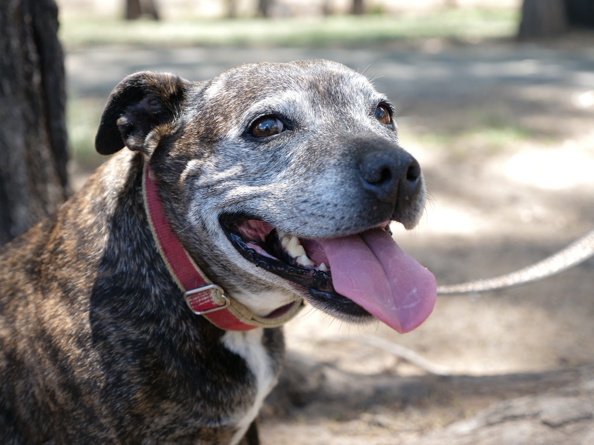 Are Dog Collars Cruel