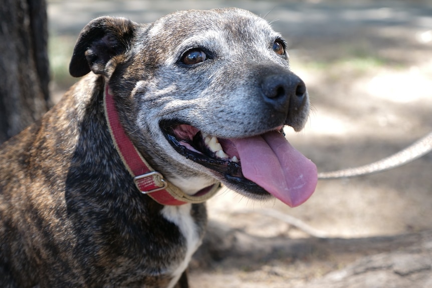 A black, brown and white dog with its tongue out.