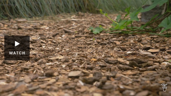 Ground view showing mulch on the ground in a garden. Has Video.
