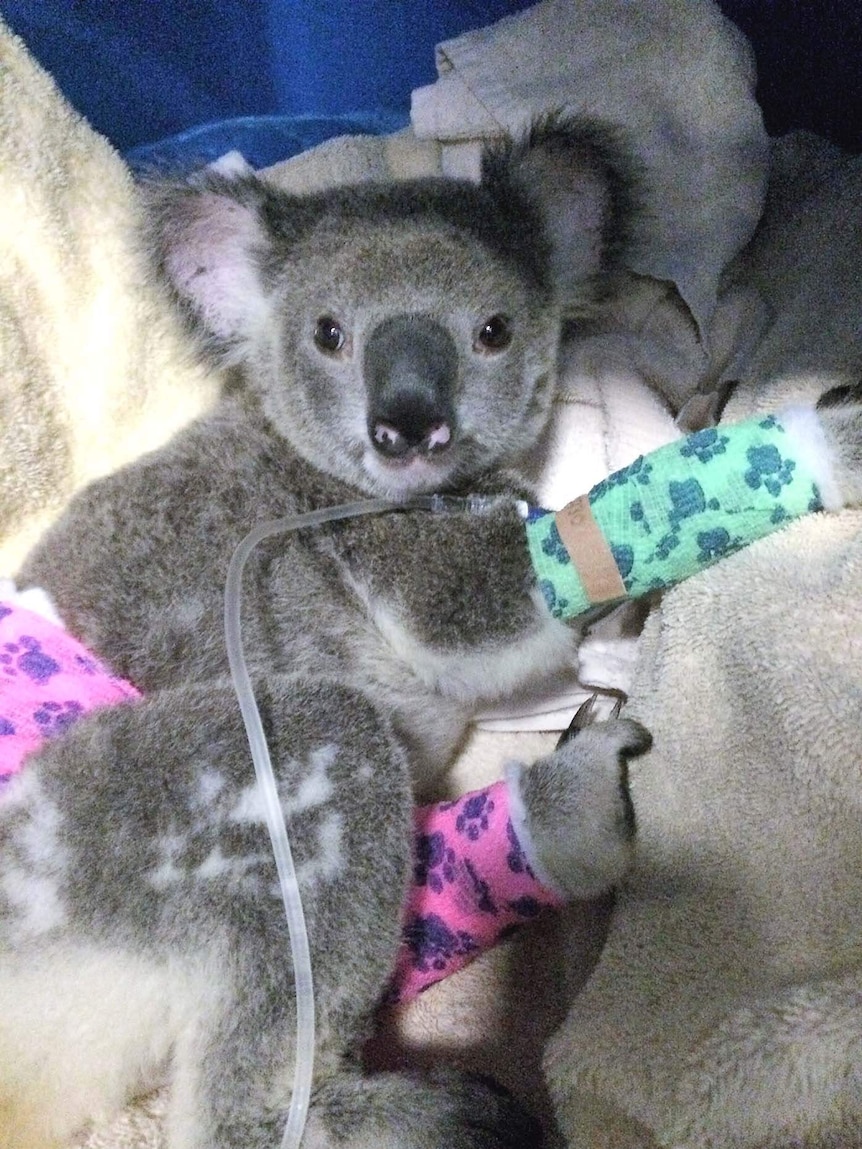 An injured koala joey being nursed back to health