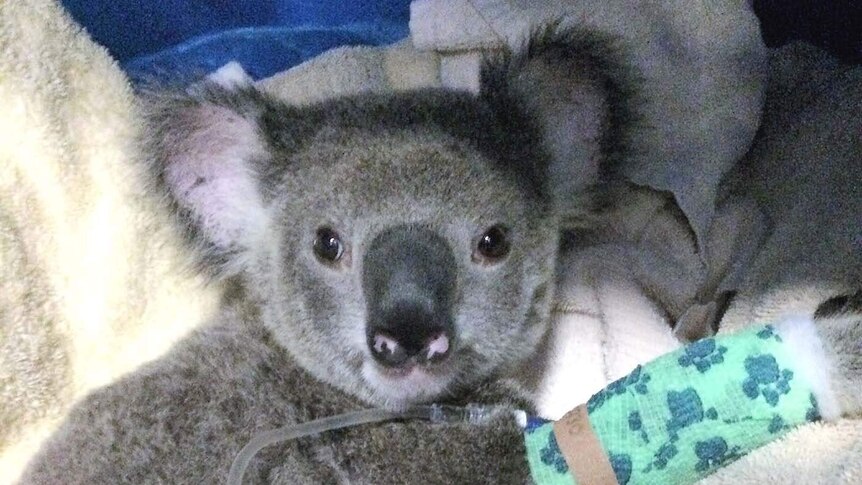 An injured koala joey being nursed back to health