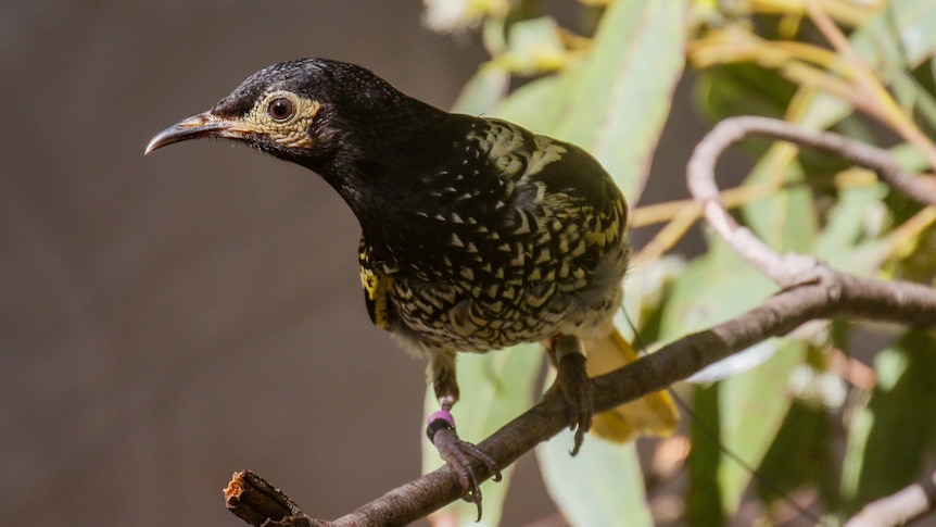 A medium sized bird, black with yellow markings, sits on a tree branch.