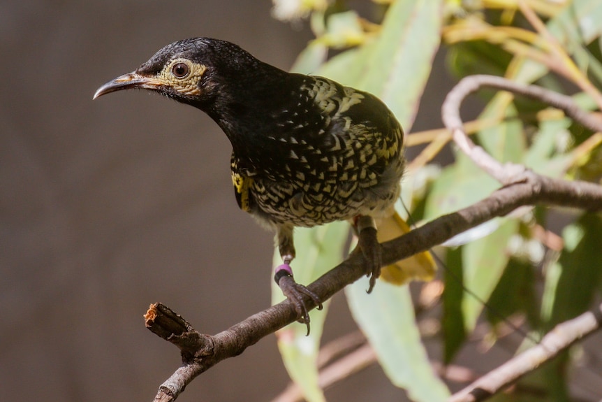 A medium sized bird, black with yellow markings, sits on a tree branch.