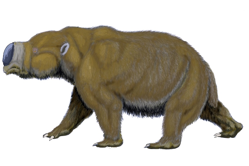 Diprotodons were large wombat-like creatures that existed in Australia but died out during the Pleistocene.