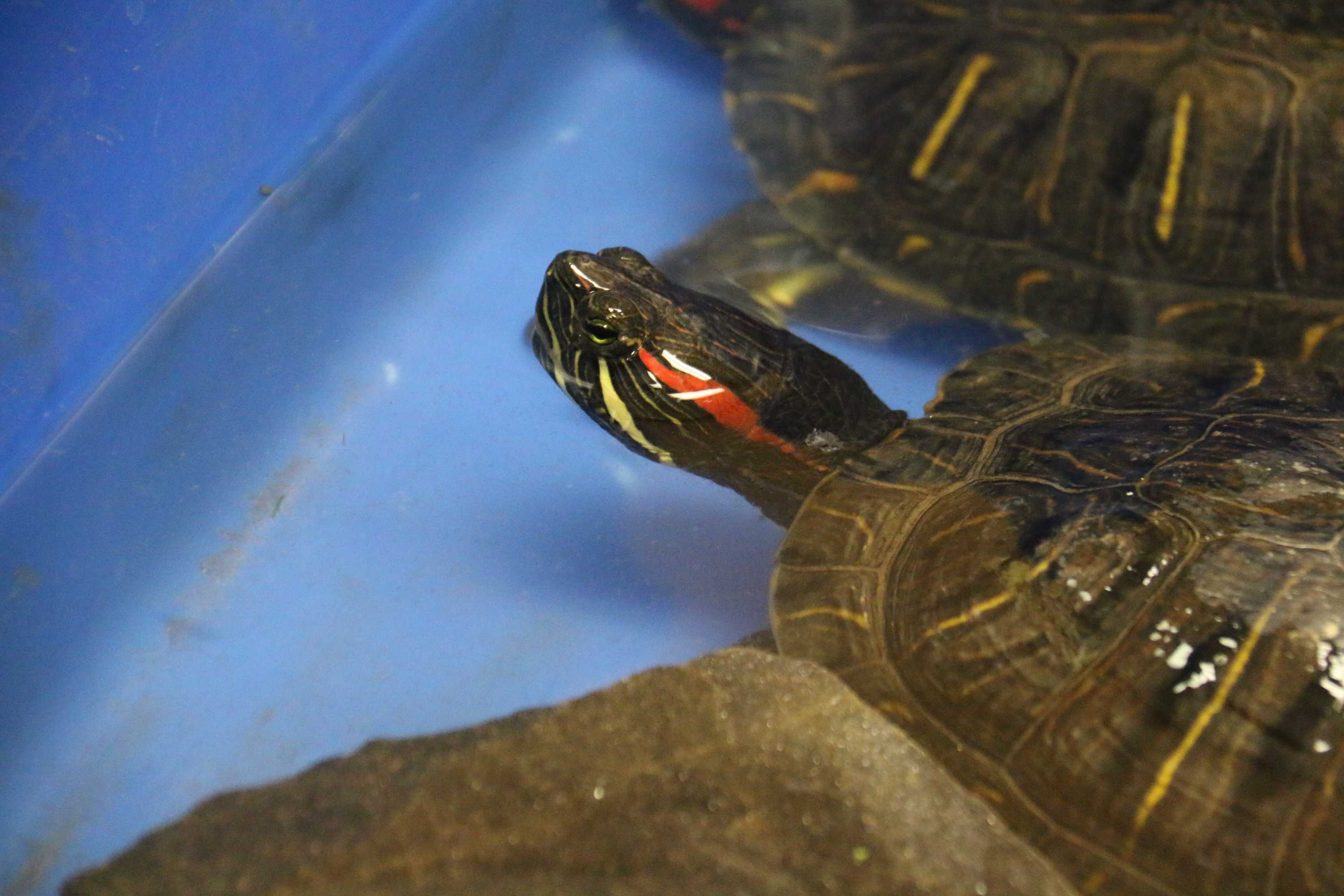 Duas tartarugas com uma faixa vermelha na cabeça sobre uma mesa verde.