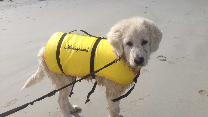 8-week-old Maremma puppy in yellow jacket that says 'Shakespeare' on it