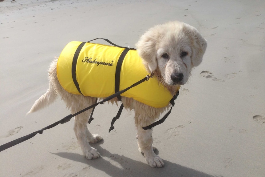 8-week-old Maremma puppy in yellow jacket that says 'Shakespeare' on it