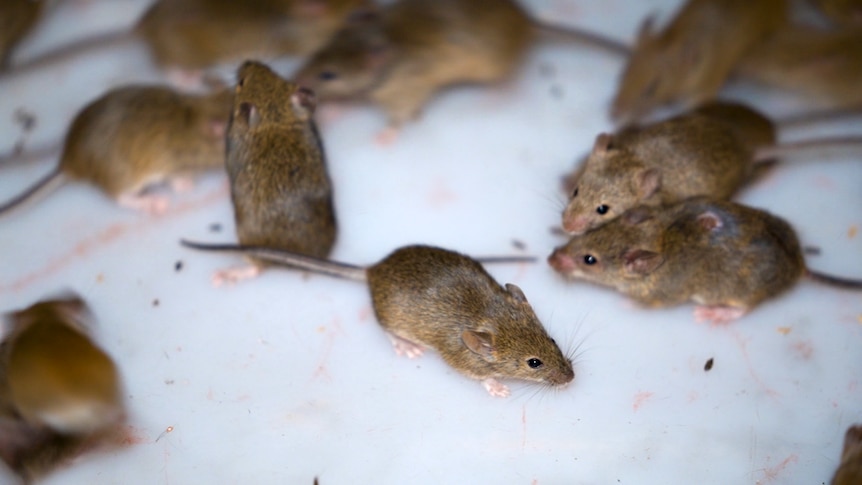 Mouse plague partly blamed for massive Telstra outage