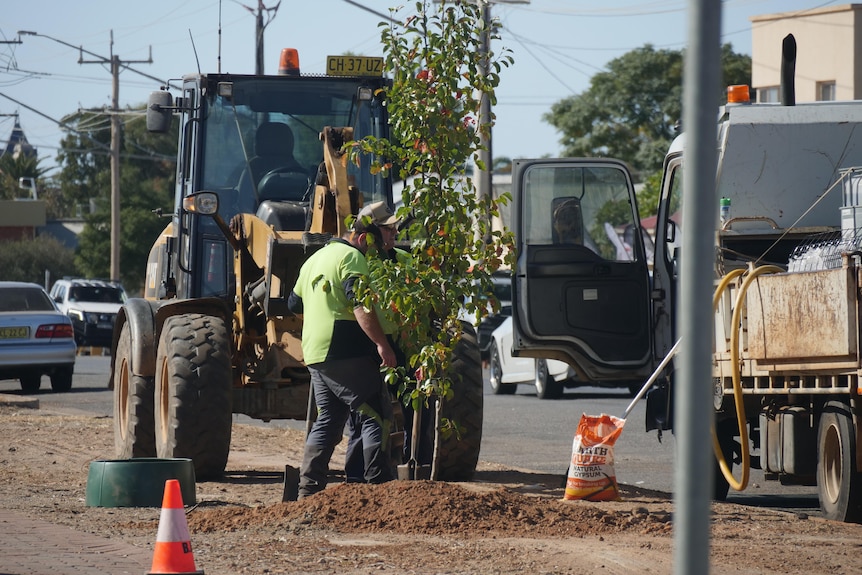 Council workers planting trees on a verge. 