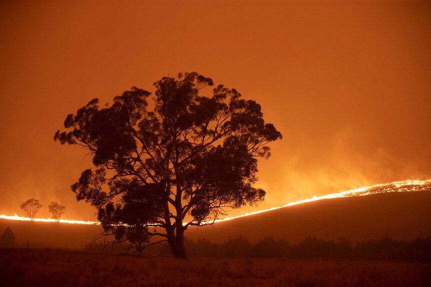 A large tree silhouetted against an orange sky as a bushfire burns near Canberra.