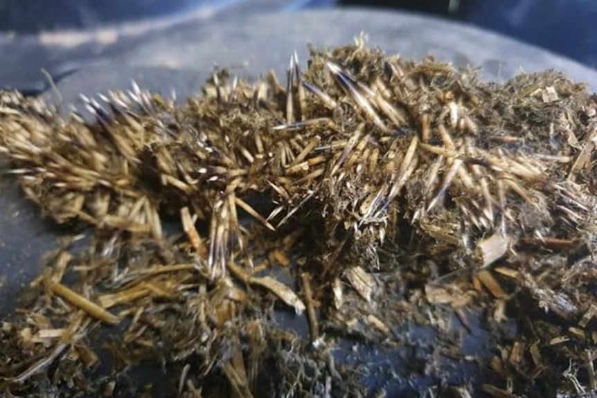 a mixutre of hedgehog spines and lucerne spread on a black surface 