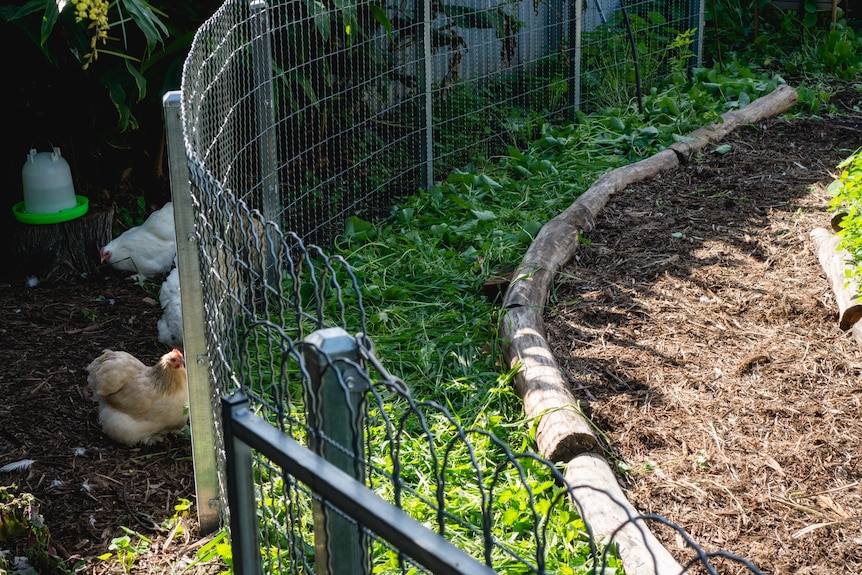 green manure sits waiting in a curved garden bed lined by a dirt path on one side and a chicken pen, with chicken, on the other
