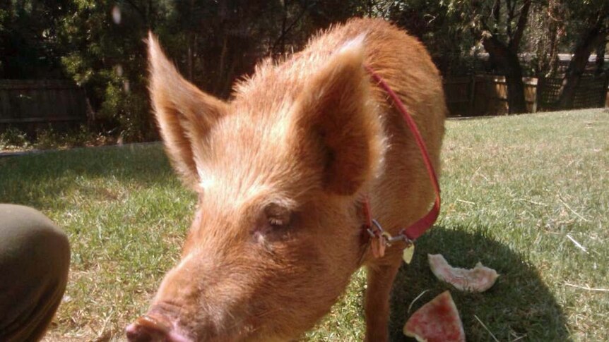 Pig in a suburban backyard