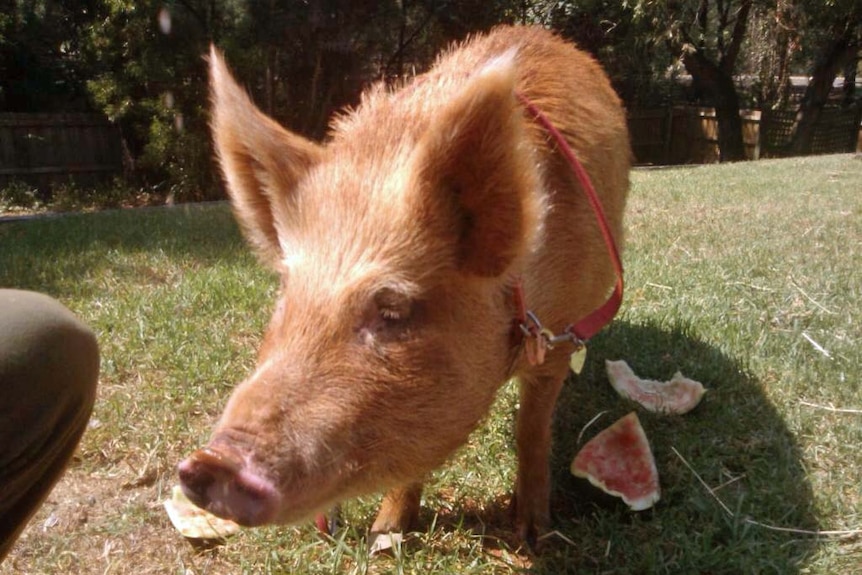 Pig in a suburban backyard