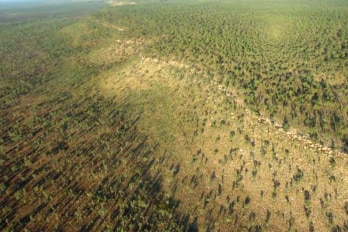 Screengrab of Western Desert Resources Roper Bar iron ore project environmental impact statement showing aerial shot of trees.