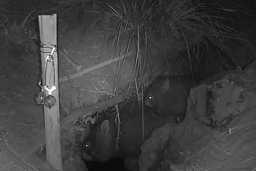 A black and white night vision photo shows two wombats, one large and one small, burrowing inside a dug well hole.