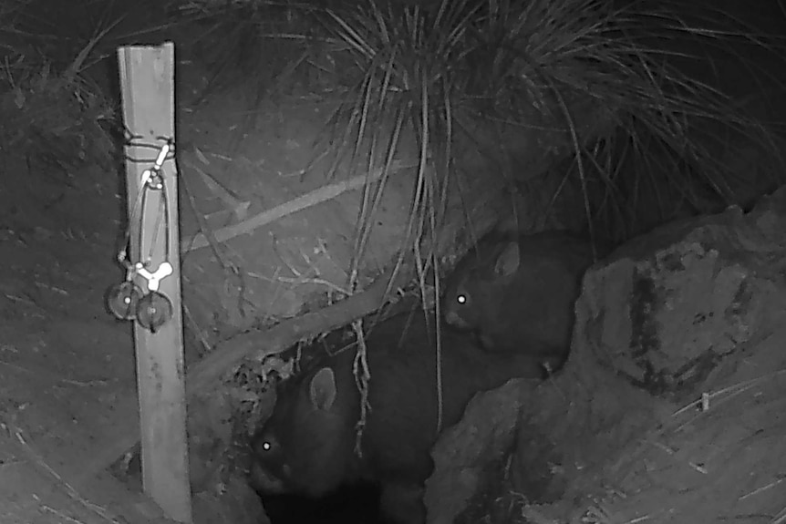 A black and white night vision photo shows two wombats, one large and one small, burrowing inside a dug well hole.