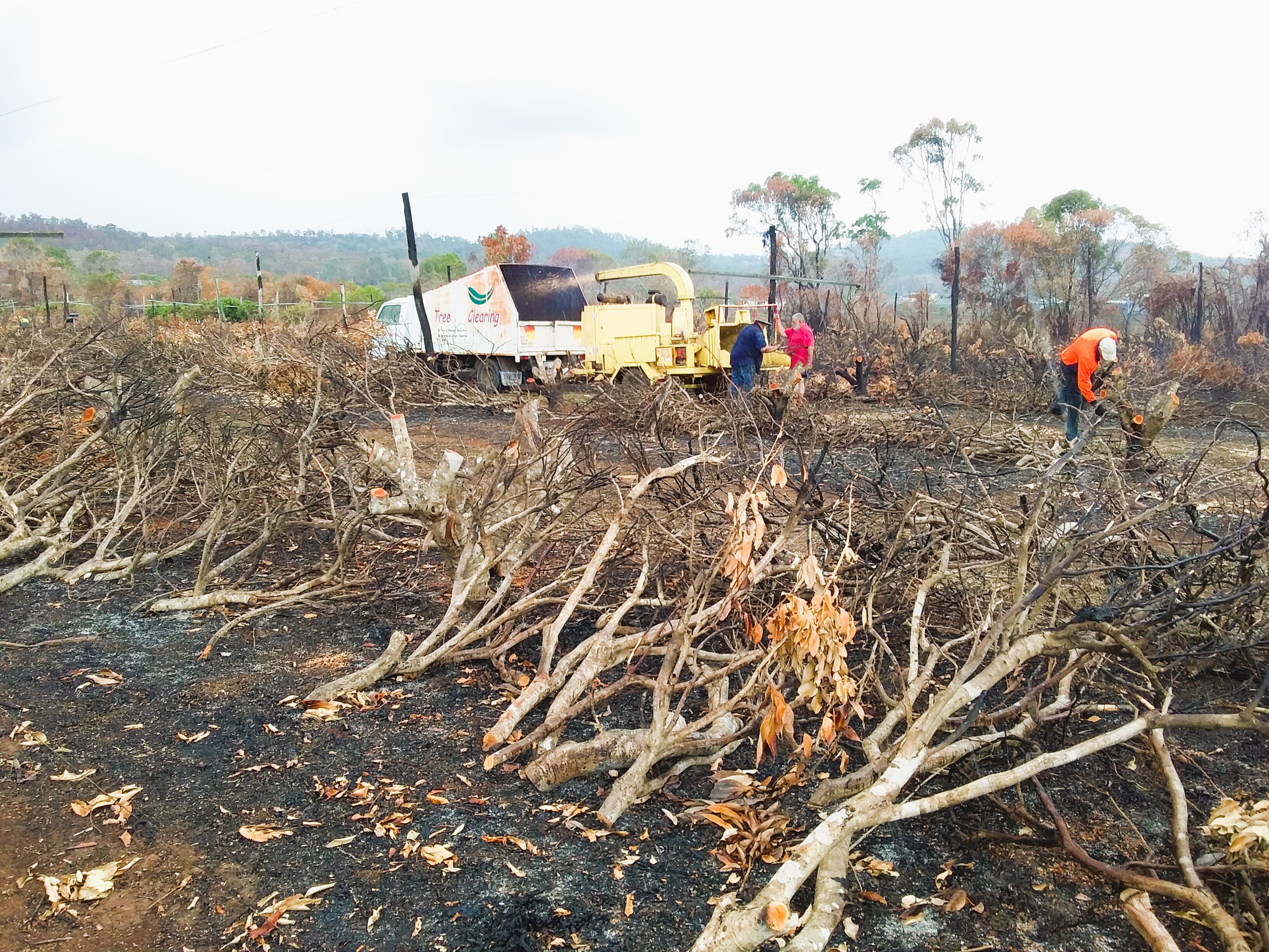 Central Queensland farmers prepare for fruitful season after fighting ...