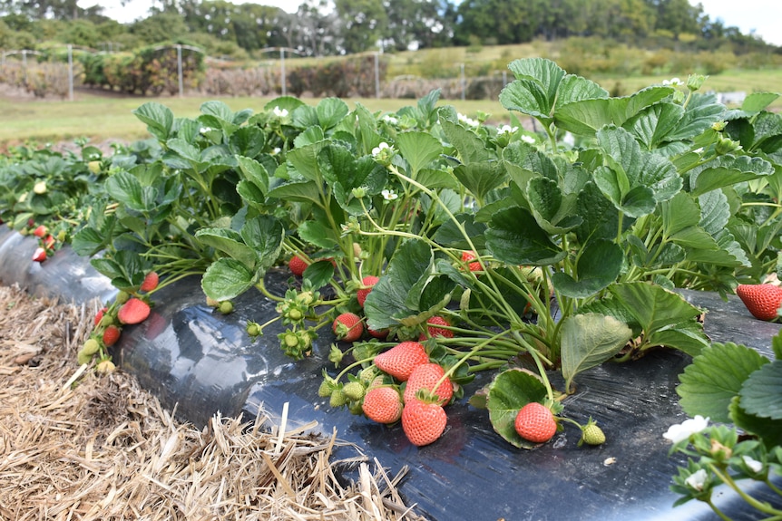 Light pink strawberries growing in plastic in a field.