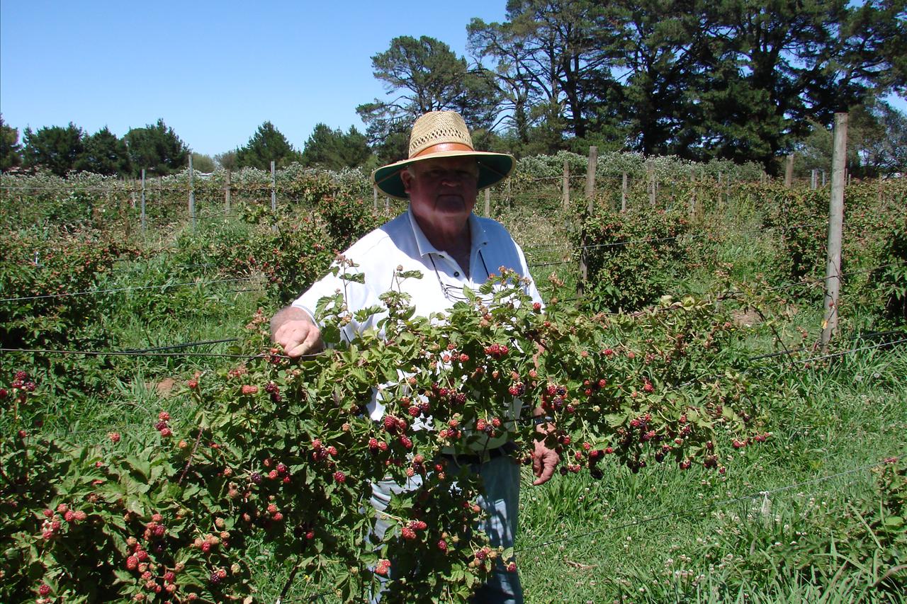 Heatwave produces bumper berry crop - ABC News