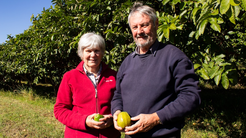 A woman in a red jacket and a man in a blue jumper hold guavas in an orchard.