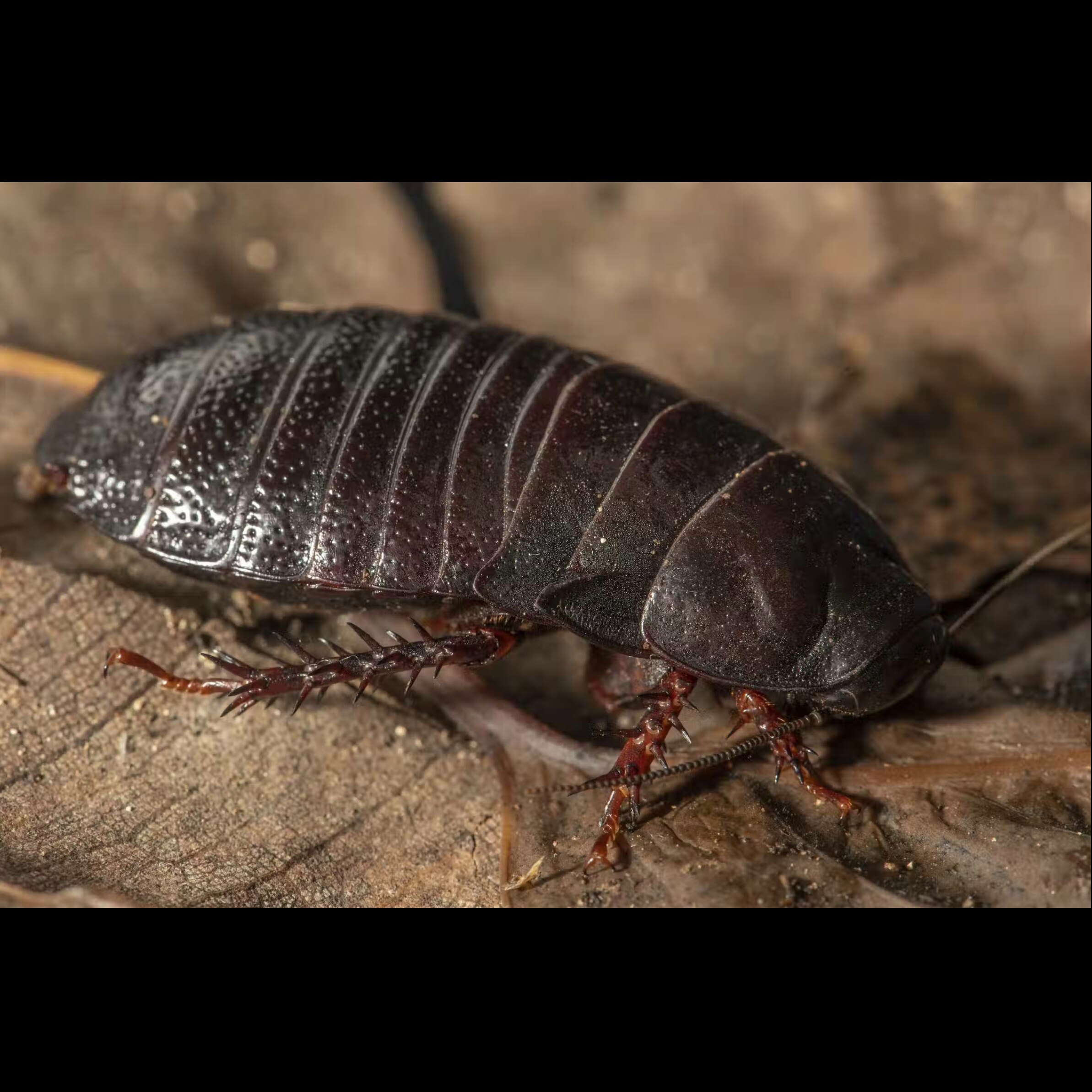 Lord Howe island cockroach hangs on