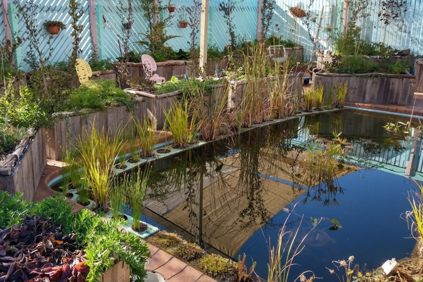 A backyard pond surrounded by lots of plants 