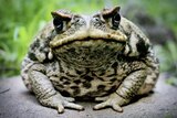 A close up photo of a cane toad