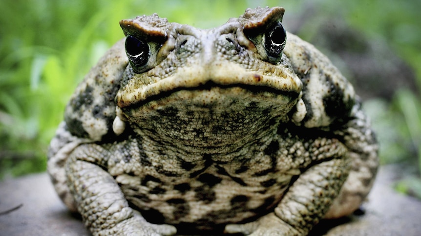 A close up photo of a cane toad
