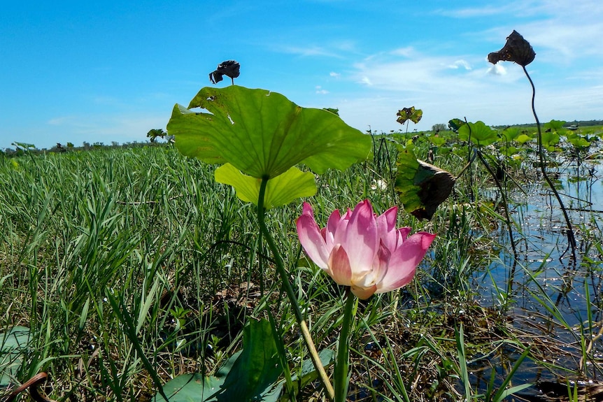 A water lily with a big pink flower in the Kakadu