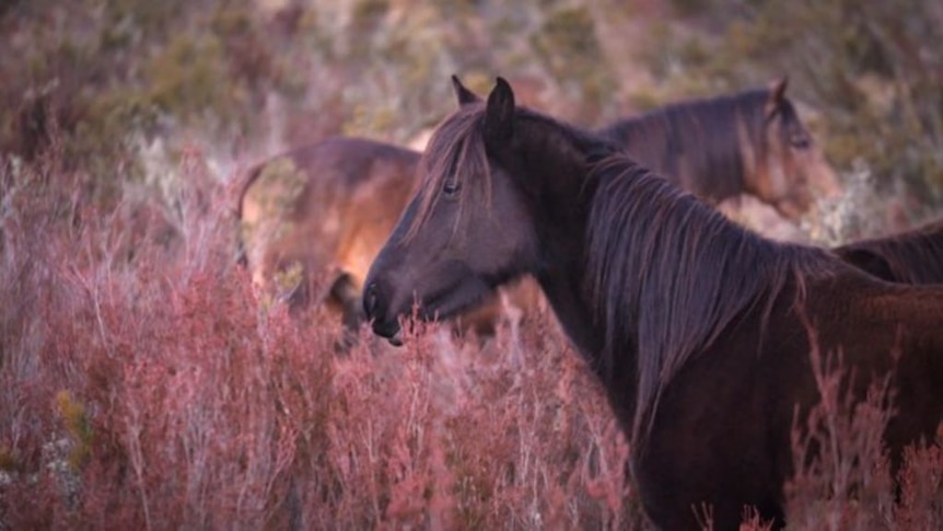 High Country Horses: The debate over managing Kosciuszko's brumbies